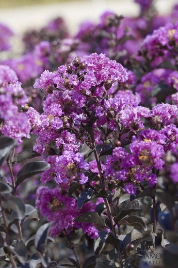 Obraz Lagerstroemia